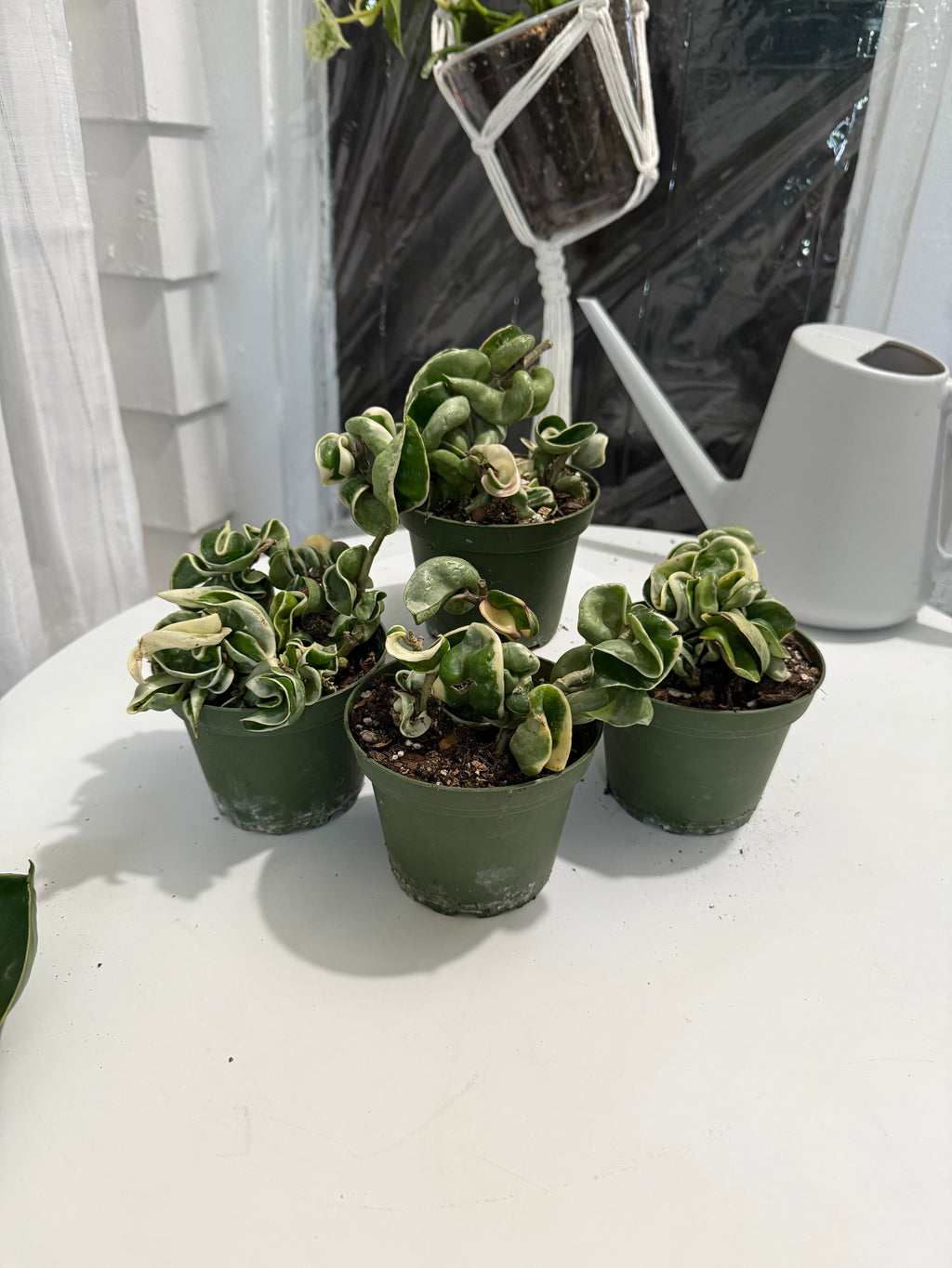 4” Hindu Rope variegated (Hoya Compacta)