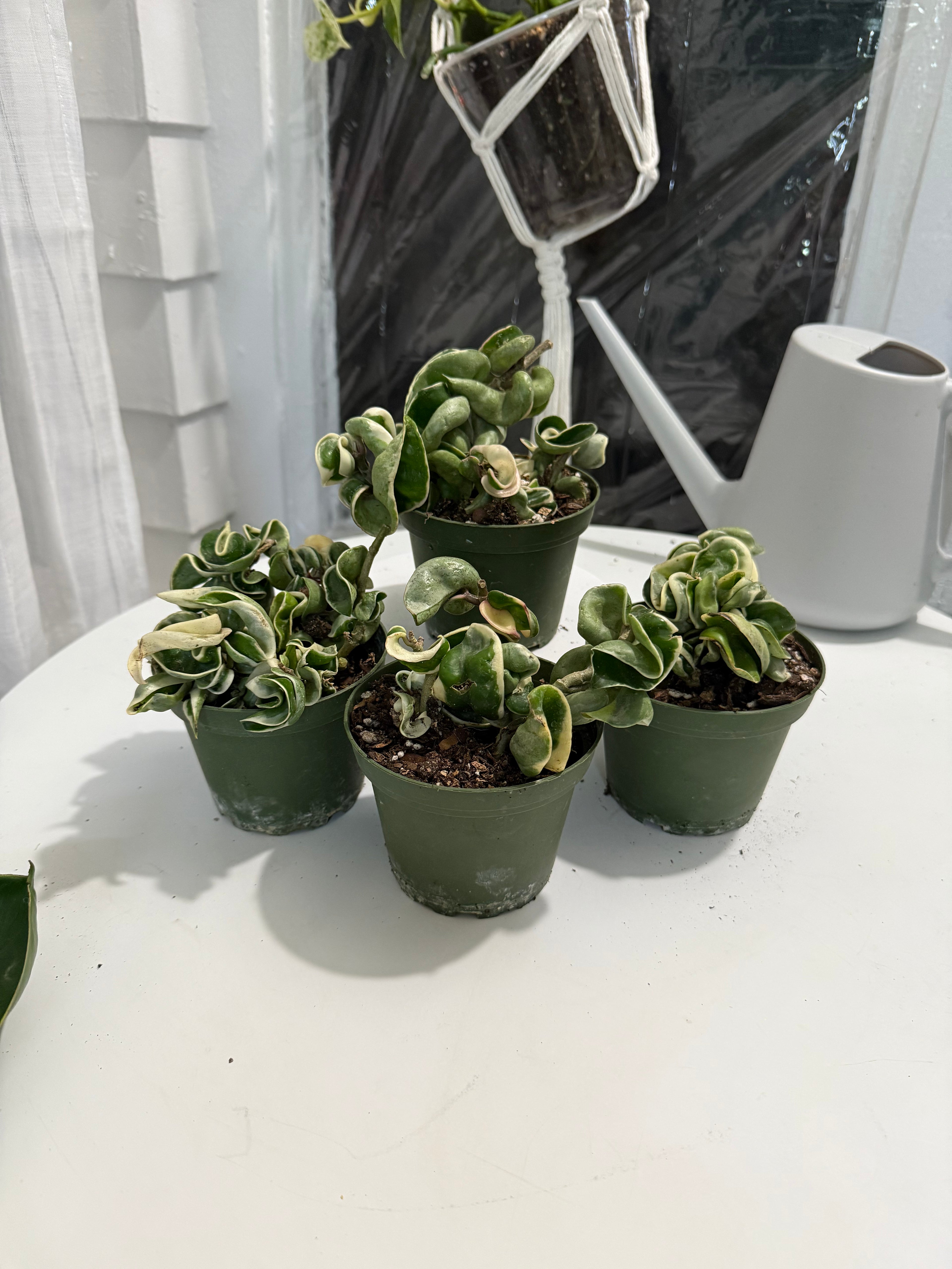 4” Hindu Rope variegated (Hoya Compacta)