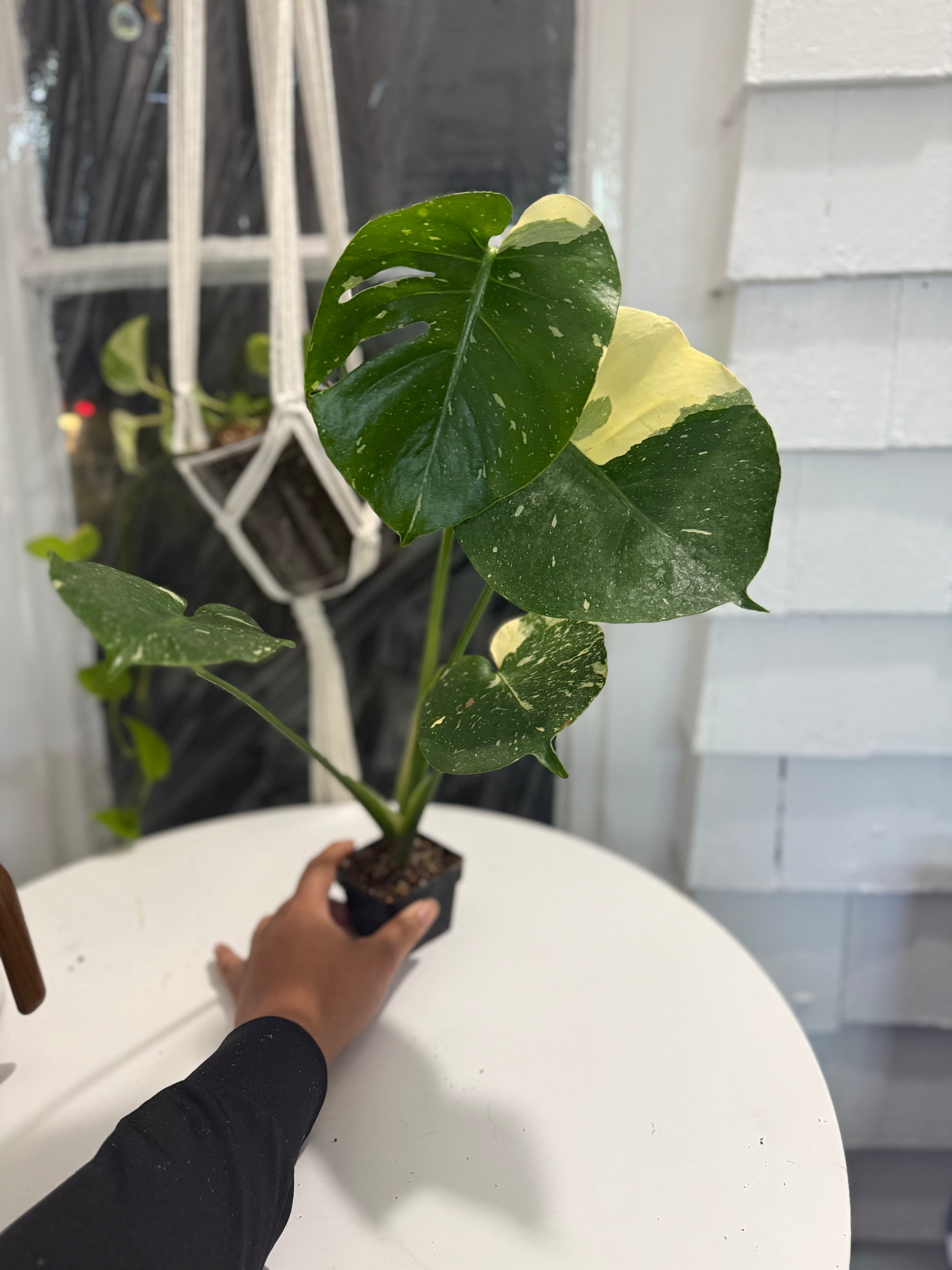 Thai constellation monstera 4”