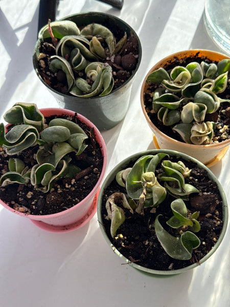 4” Hindu Rope variegated (Hoya Compacta)