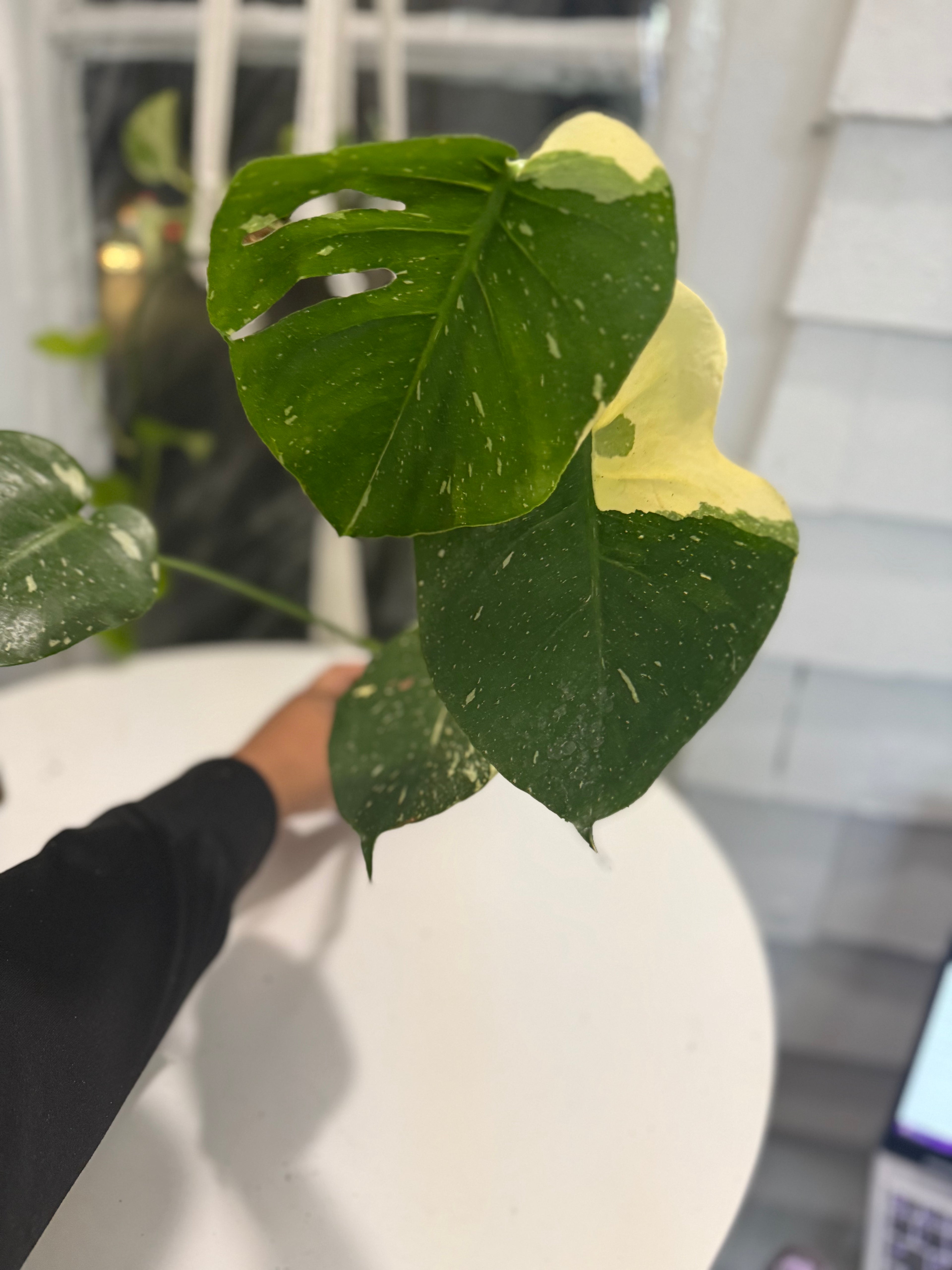 Thai constellation monstera 4”