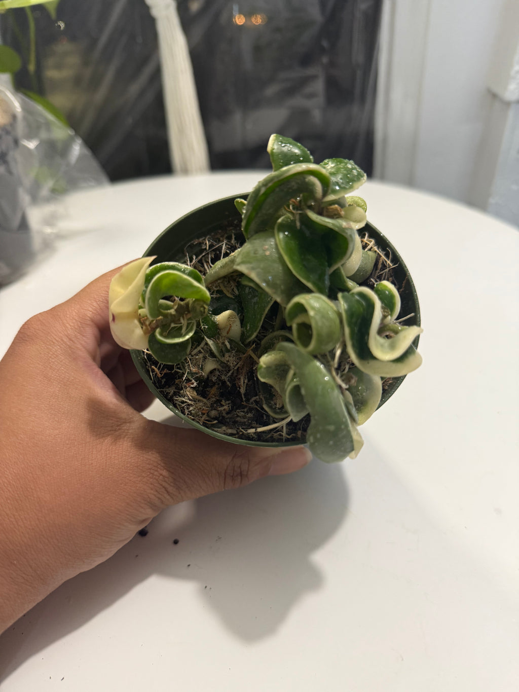 4” Hindu Rope variegated (Hoya Compacta)