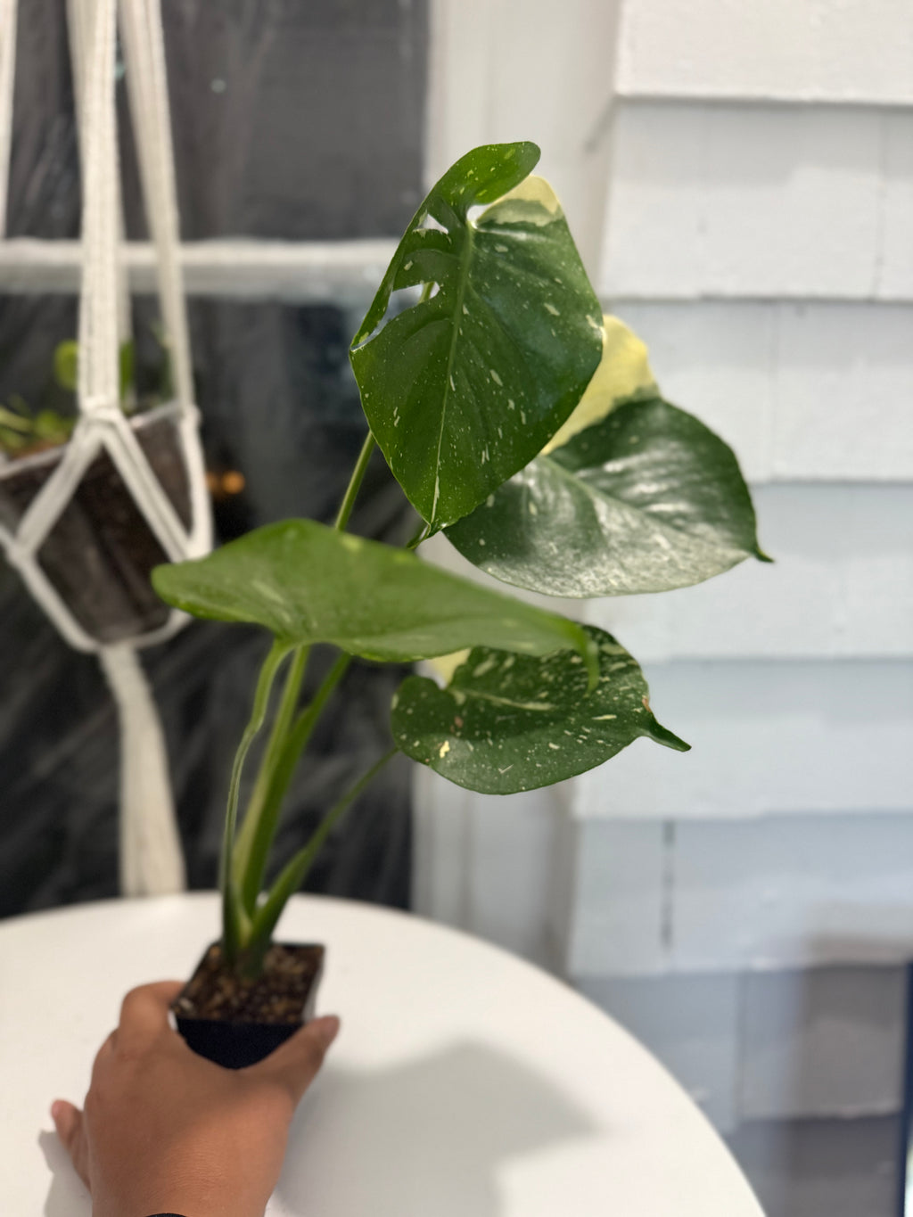 Thai constellation monstera 4”