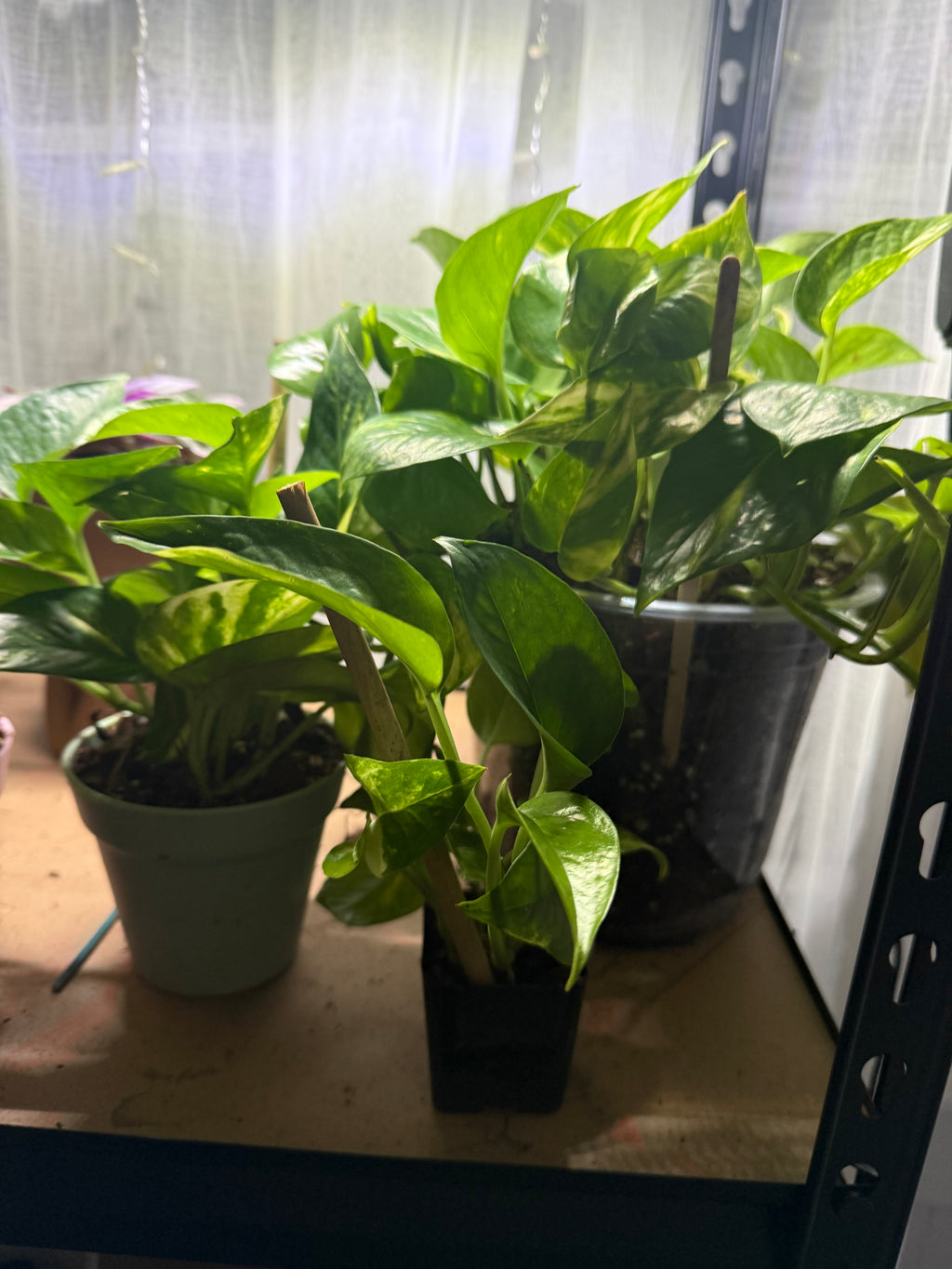 Peace and Pothos Bundle