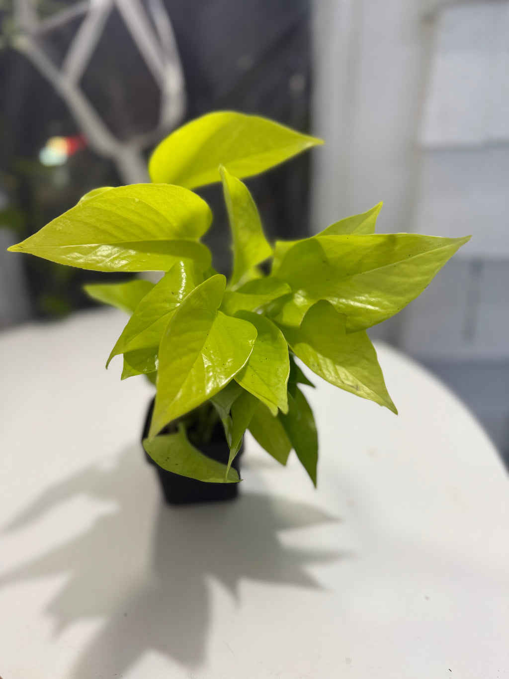 Neon pothos