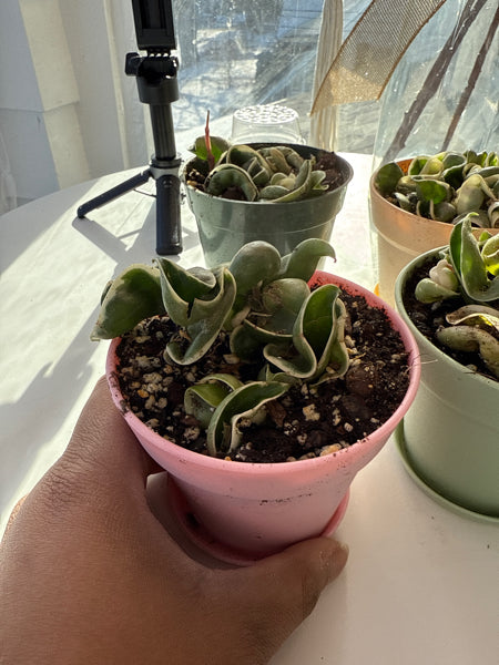 4” Hindu Rope variegated (Hoya Compacta)