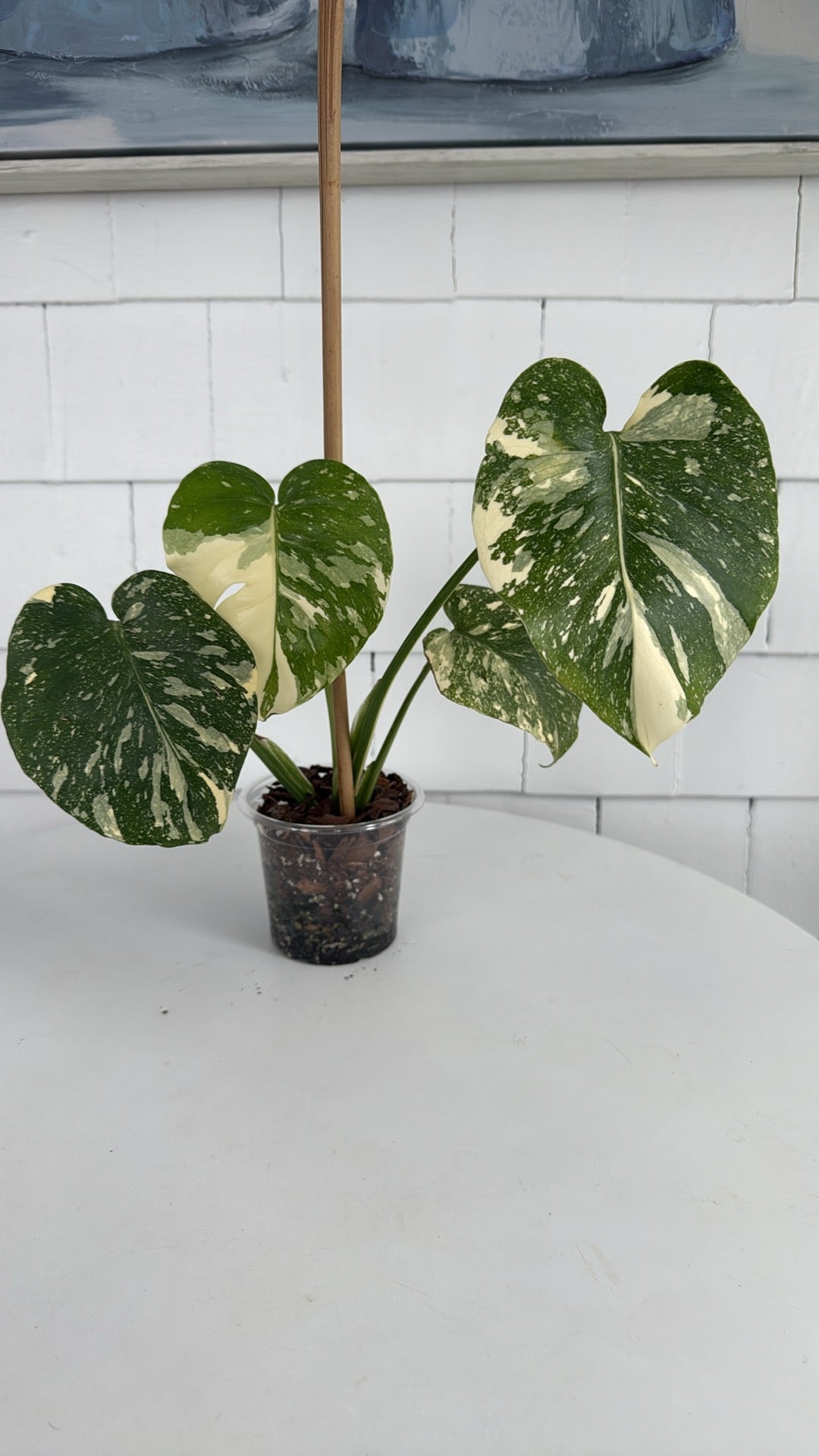 Thai constellation monstera 4”