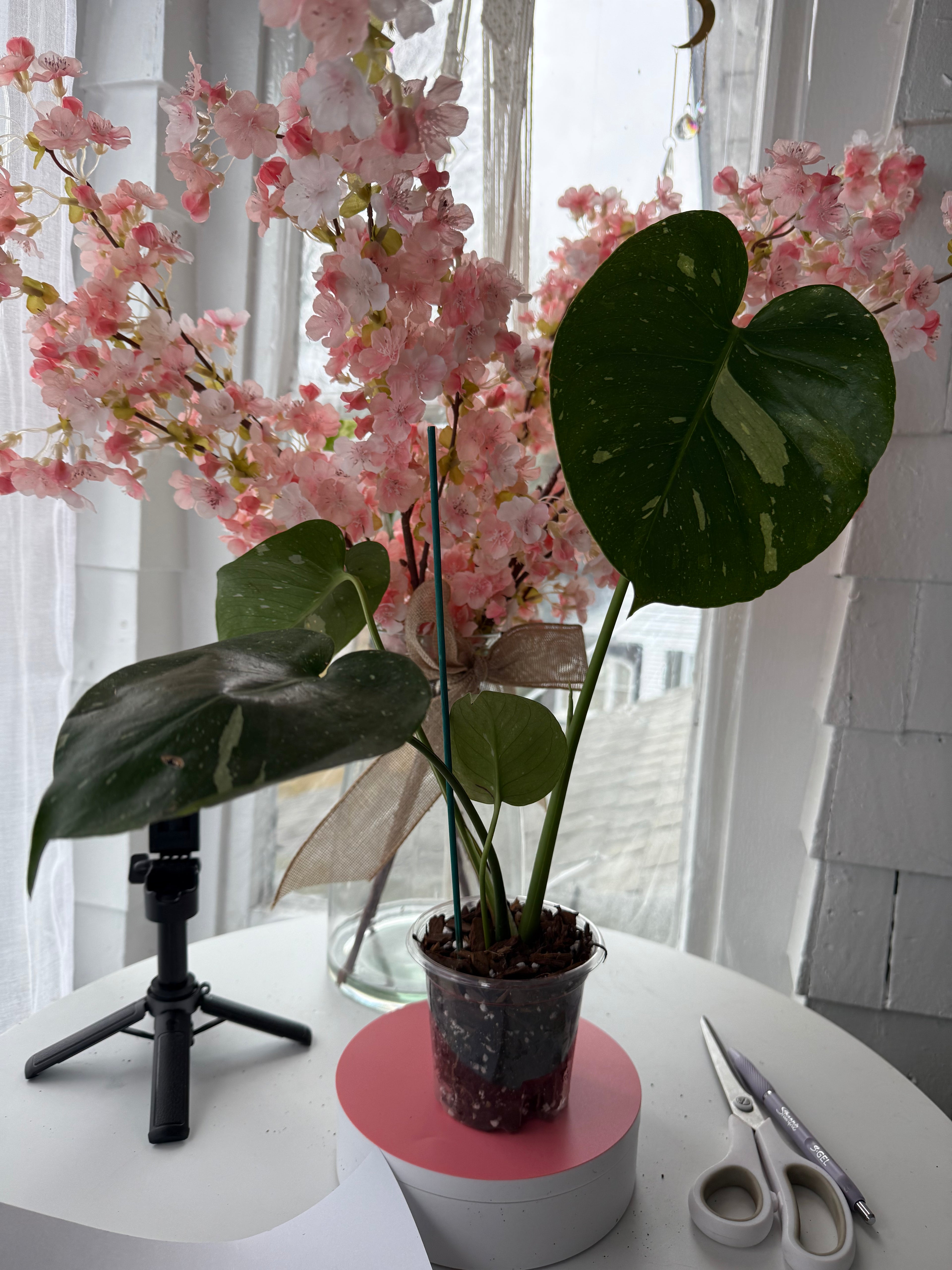 Thai constellation monstera 4”