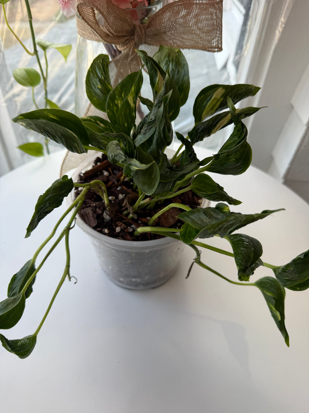 Shangri La pothos