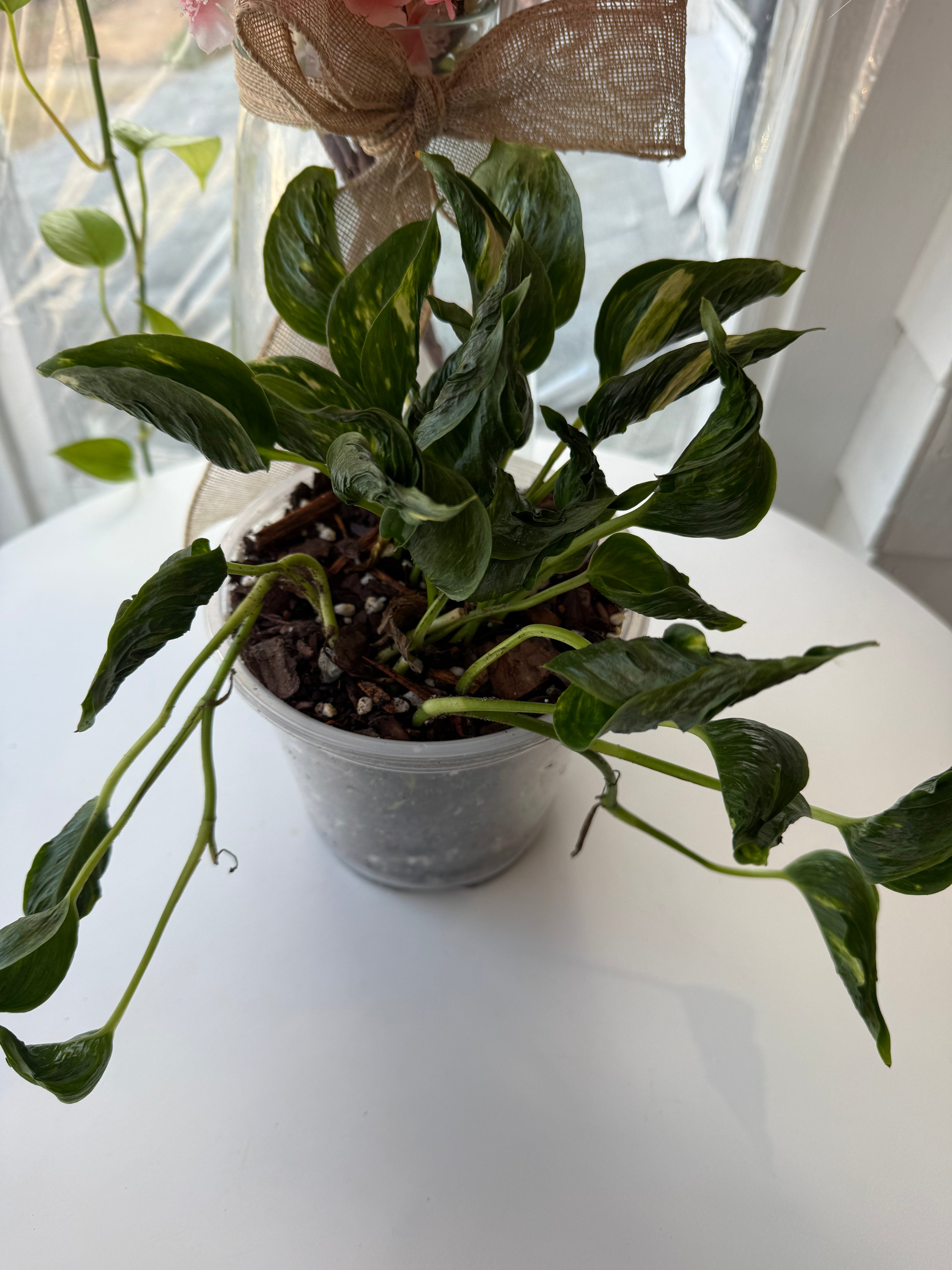 Shangri La pothos