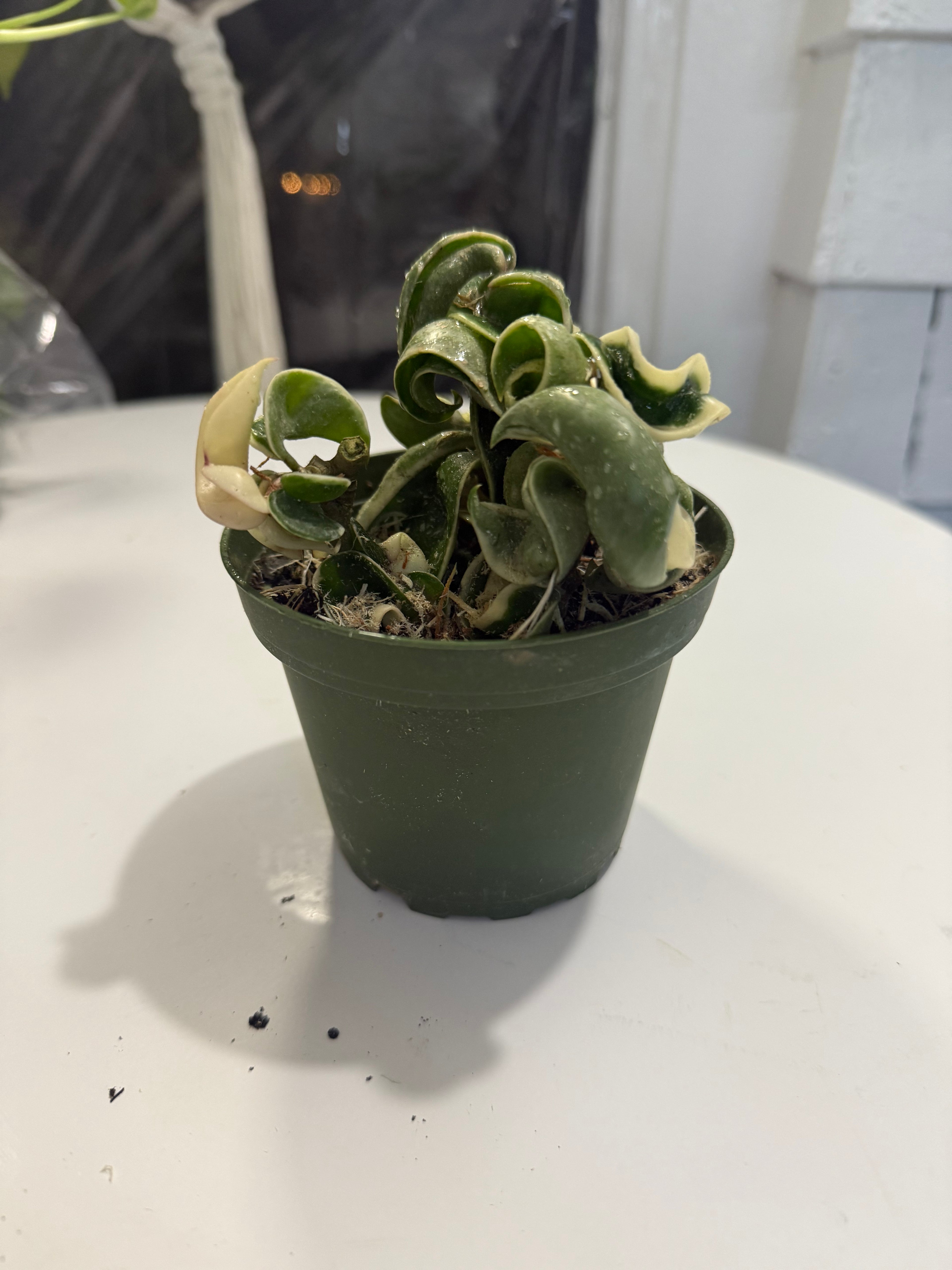 4” Hindu Rope variegated (Hoya Compacta)