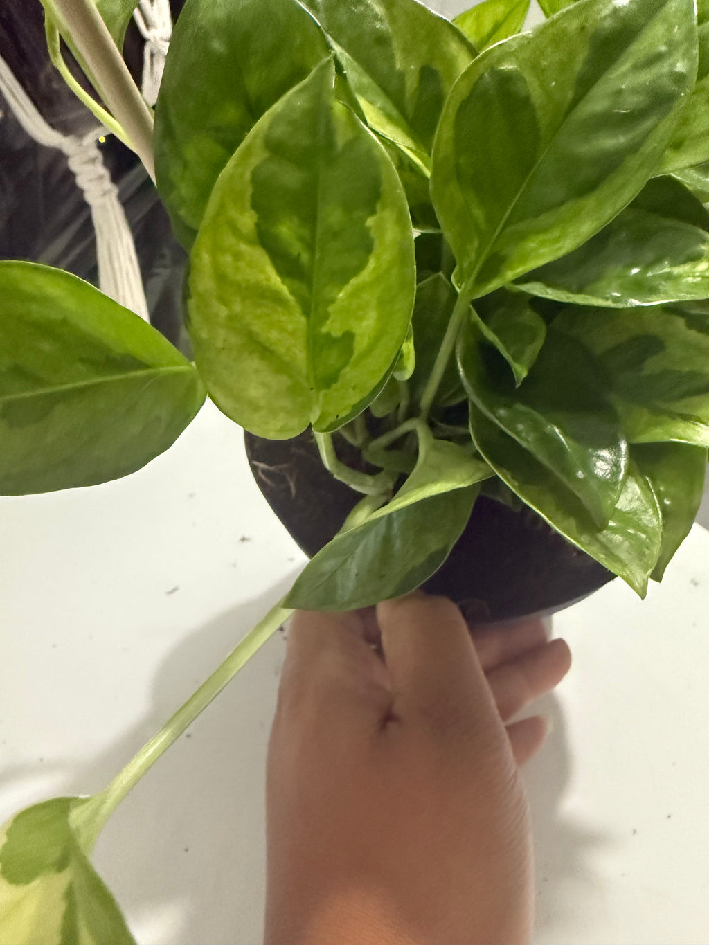 Lemon meringue Pothos