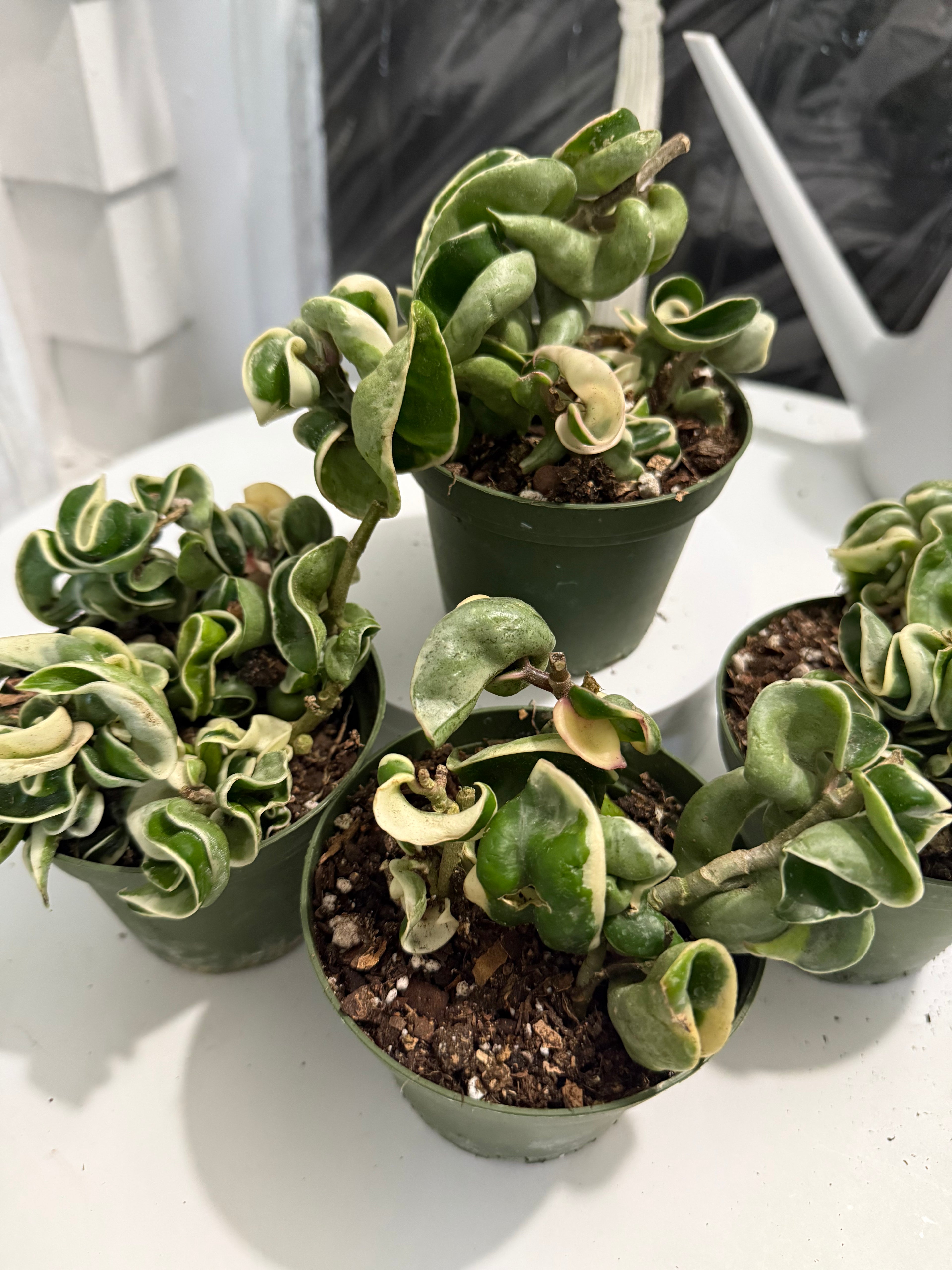 4” Hindu Rope variegated (Hoya Compacta)