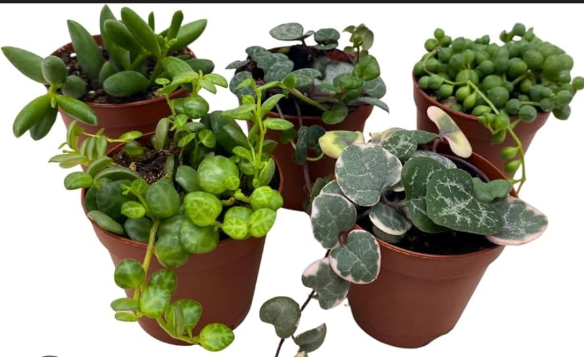 Assorted string of things