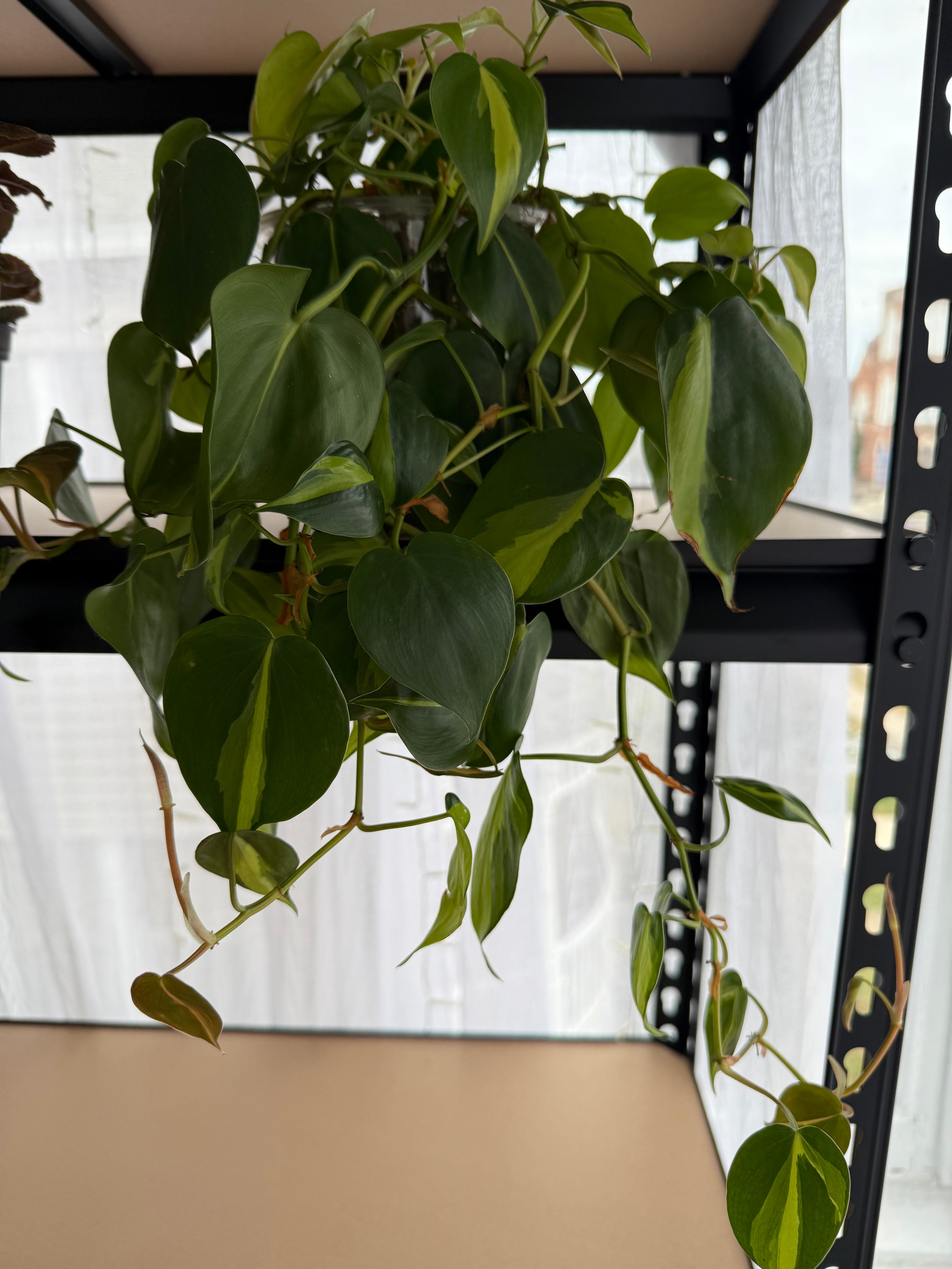 Assorted philodendron