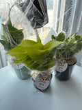 Peace and Pothos Bundle