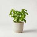 Basil plants