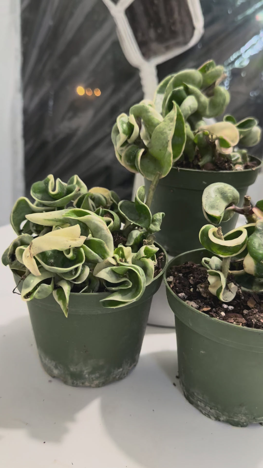 4” Hindu Rope variegated (Hoya Compacta)