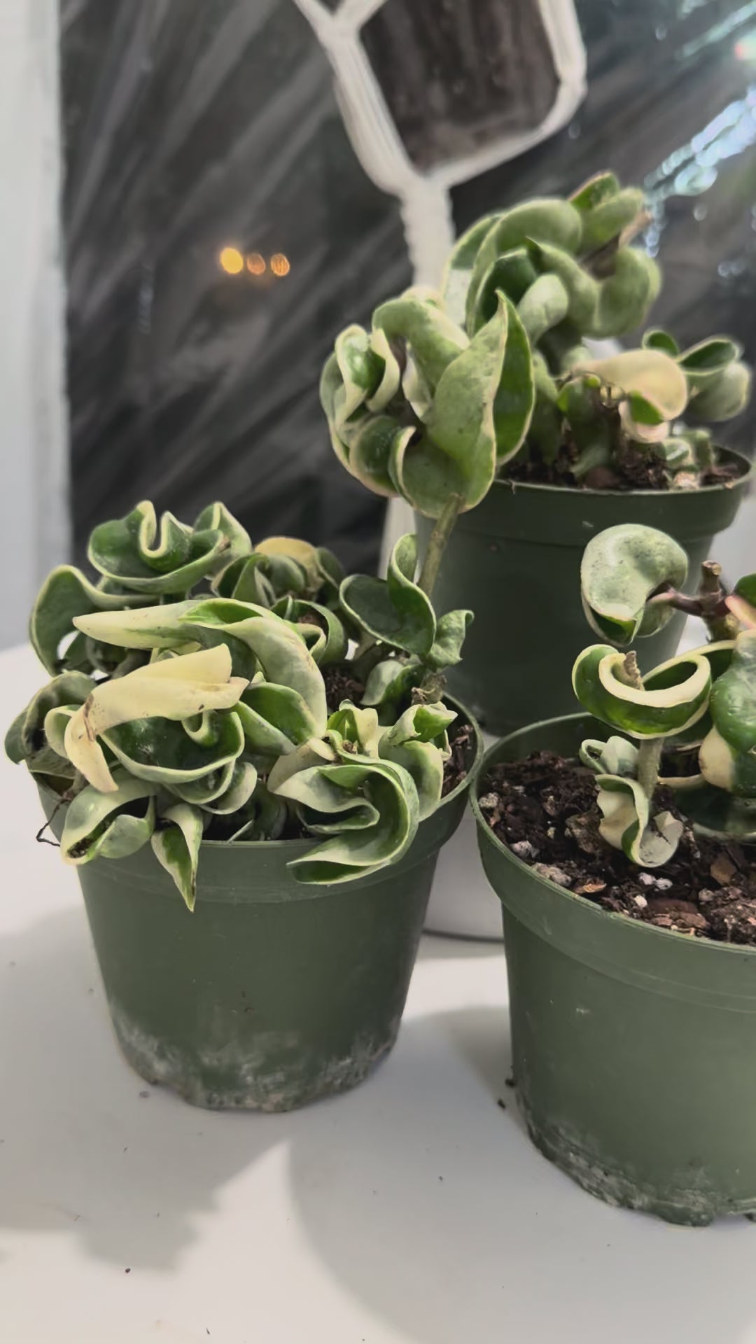 4” Hindu Rope variegated (Hoya Compacta)