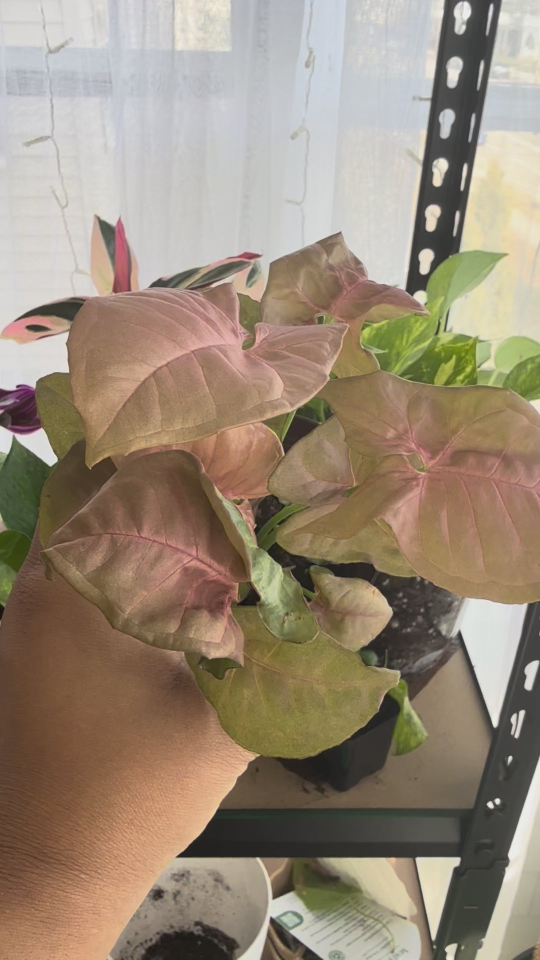 Syngonium pink allusion