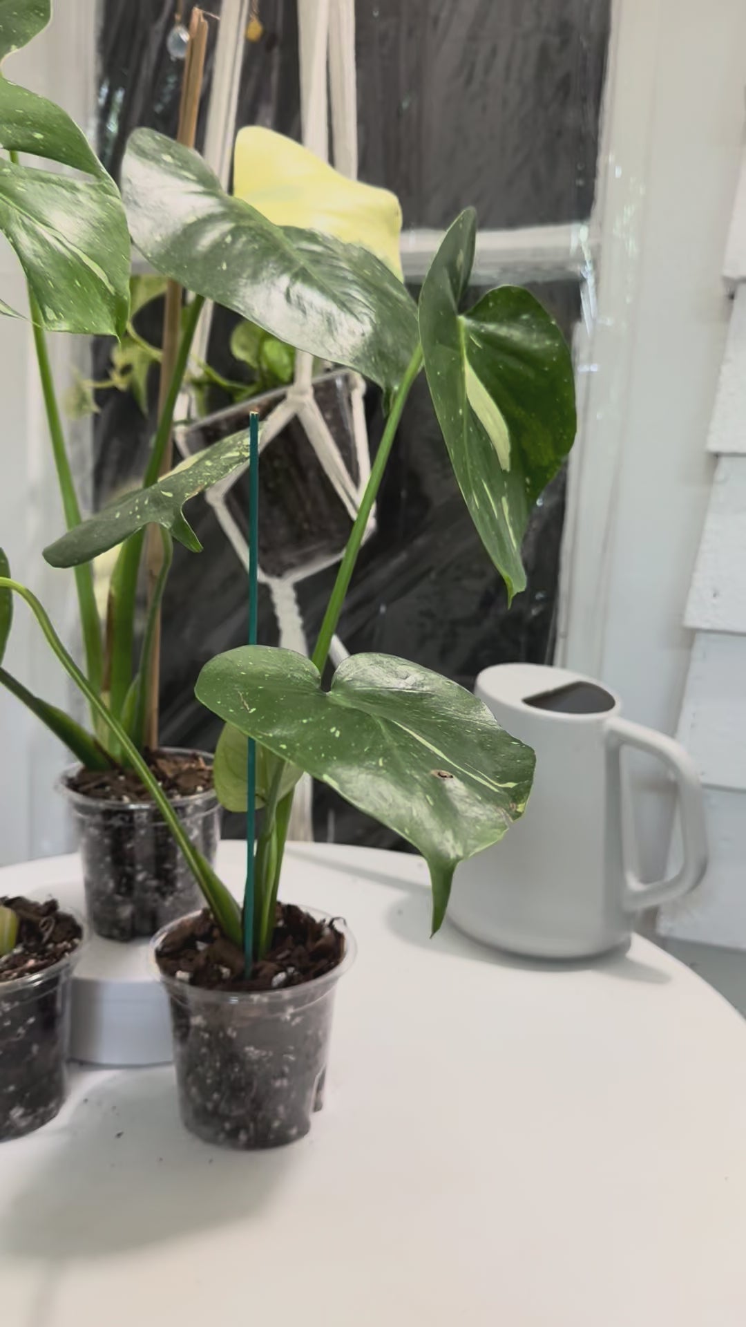 Thai constellation monstera 4”